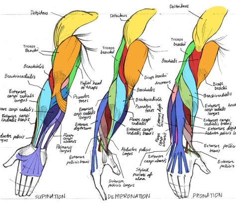 Imagem relacionada | Anatomia do braço, Anatomia braço, Anatomia do ...