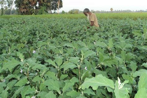 BT brinjal farming gaining popularity in Bogra | The Financial Express