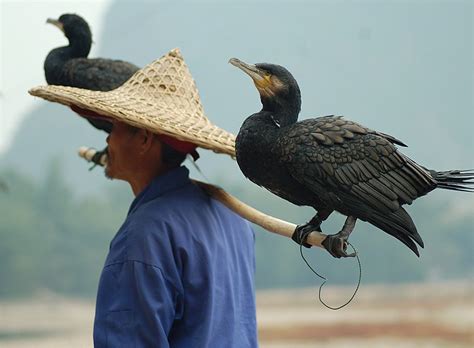 The History Behind the Cormorant Fishermen of Erhai Lake