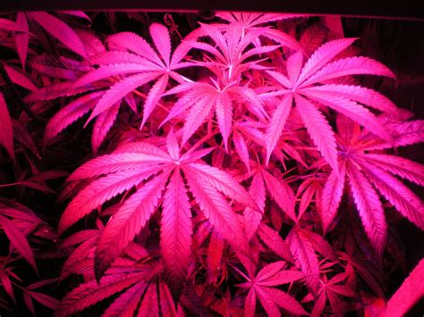 🔥 Download Pink Weed Leaf Wallpaper Medical Cannabis Gro5 Jpg by ...