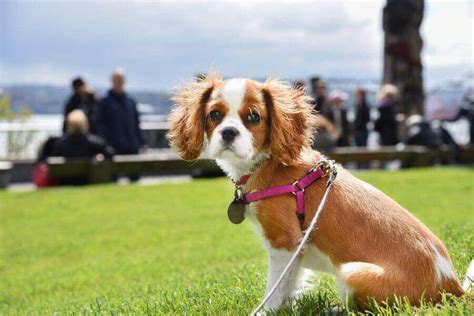 Cavalier King Charles Spaniel Vs. Cocker Spaniel