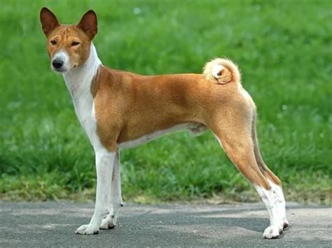 Telomian Dog Dog Breed | UKPets