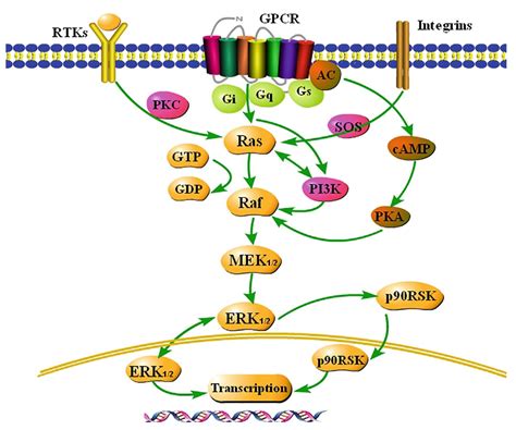 Frontiers | Role of the Extracellular Signal-Regulated Kinase 1/2 Signaling Pathway in Ischemia ...