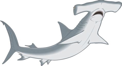 Hammerhead Shark Clipart - ClipArt Best