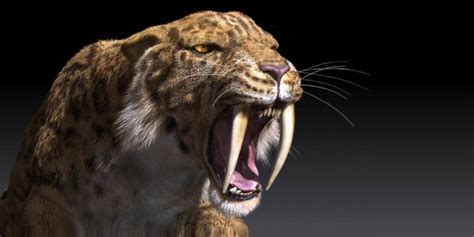 The saber-toothed tiger (Smilodon) | DinoAnimals.com