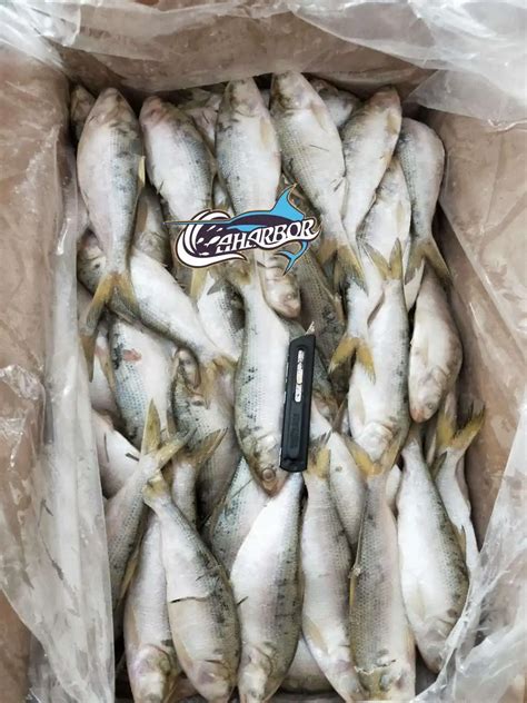 Popular Items Frozen Hilsha Fish For Bangladesh - Buy Frozen Whole Fish ...