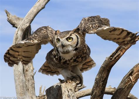 Touch the wind...: Great Horned Owl