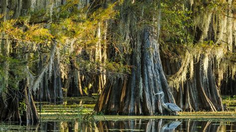 2624-Year-Old Cypress Tree Discovered in North Carolina Swamp | Swamp water, Cypress swamp ...