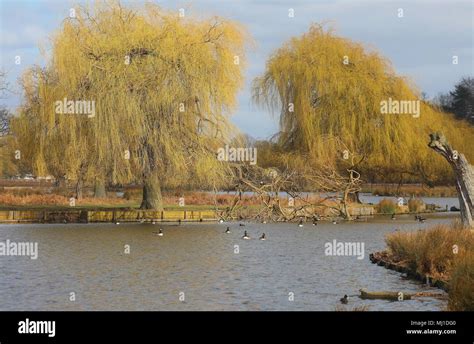 Bushy Park lake Stock Photo - Alamy