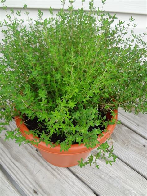 12 Best Herbs to Grow Indoors | Indoor Herbs | Balcony Garden Web