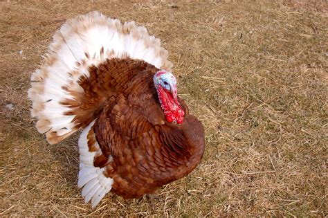 Bourbon Red Turkeys For Sale - New Product Reviews, Specials, and acquiring Assistance