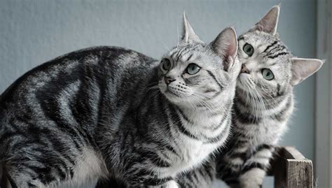 American Shorthair Cat Breed: Characteristics, Behavior, Diet and Grooming Tips