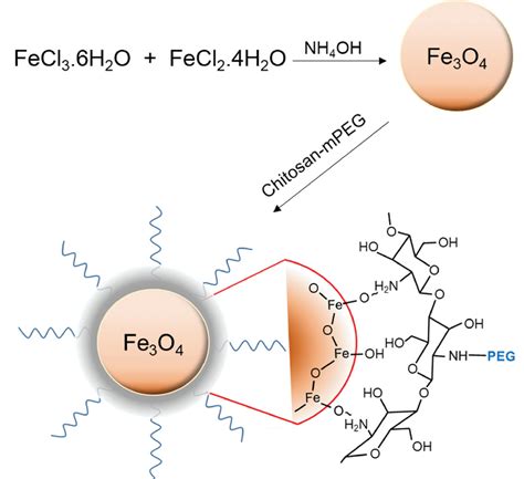 Functionalization of Fe3O4 nanoparticles with biodegradable chitosan ...