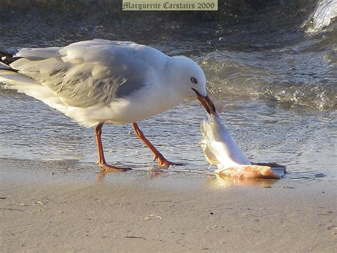 Seagull eating fish | Ladymaggic | Flickr