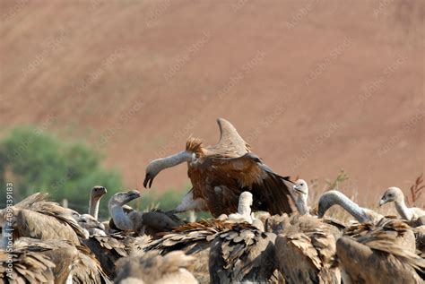 vultures in the midden feed on dead animals Stock Photo | Adobe Stock