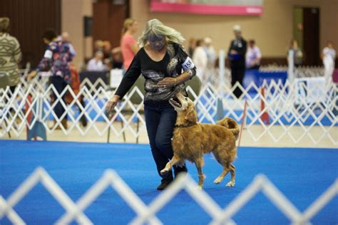 Meet the Oldest Dog in the AKC National Obedience Championship