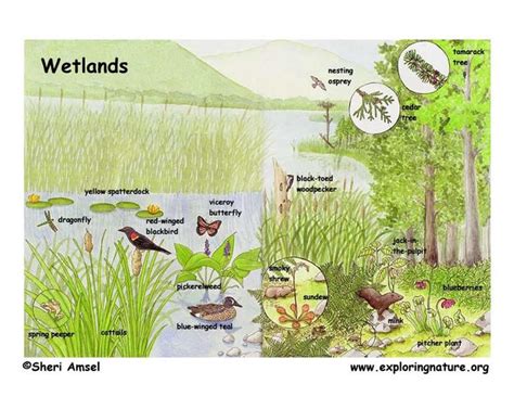 Wetlands activities, Wetland biome, Wetland