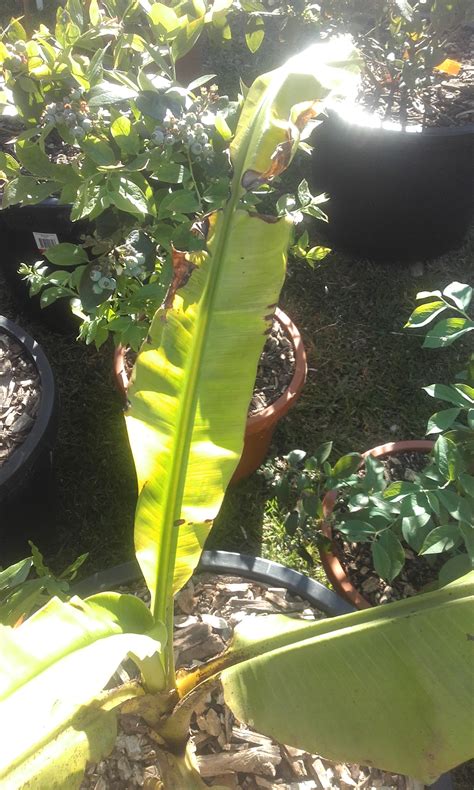 Forum: Senorita Banana Leaf Growth Problem