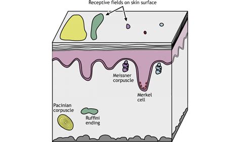 Touch: The Skin – Foundations of Neuroscience