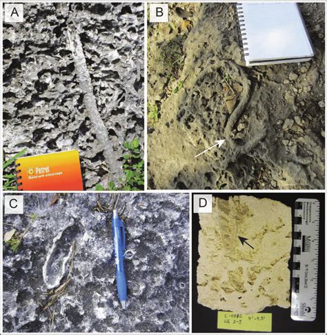 8 The trace fossils recognized in the burrowed-mottled facies. A)... | Download Scientific Diagram