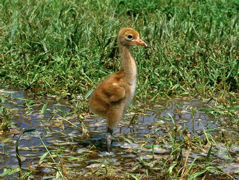 Whooping Crane Chick | Whooping crane chick. Photo credit: I… | Flickr