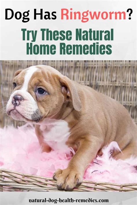 Natural Dog Ringworm Remedies | Home Treatment for Ringworm on Dogs