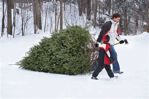 Forest Service offers 4th-graders chance to cut down their own ...