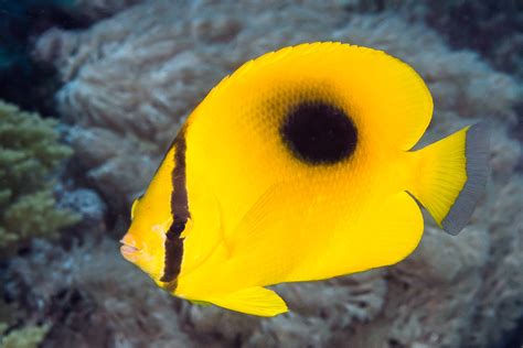 Oval-spot Butterflyfish - Chaetodon speculum | (EN) Oval-spo… | Flickr