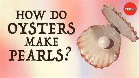 How do oysters make pearls? - Rob Ulrich - YouTube