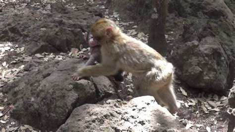 Baby Macaques Playing - YouTube