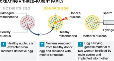 Insights into Editorial: World’s first three-parent baby born - INSIGHTS IAS - Simplifying UPSC ...