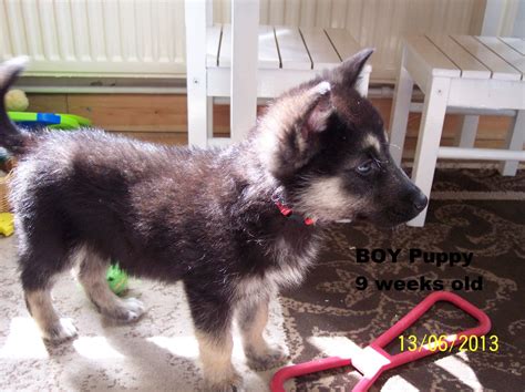 Alaskan Shepherd Info, Puppies, Temperament, Pictures