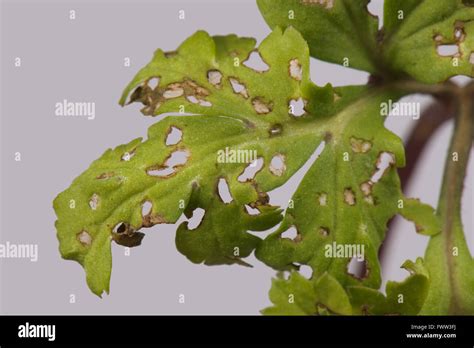 Flea Beetle Damage High Resolution Stock Photography and Images - Alamy