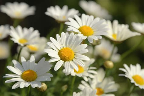 Daisy Flower Meaning, Symbolism & Spiritual Significance - Foliage Friend - Learn About ...