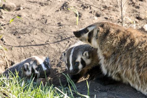 American Badger mama and cubs : r/wildlifephotography