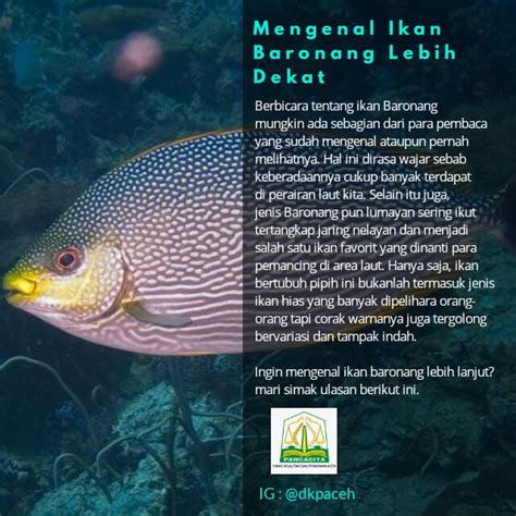 Mengenal_Ikan_Baronang_Lebih_Dekat.jpg