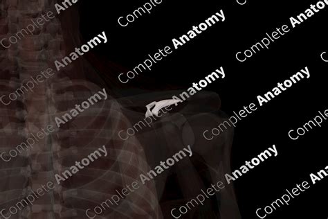 Coracoclavicular Ligament (Left) | Complete Anatomy