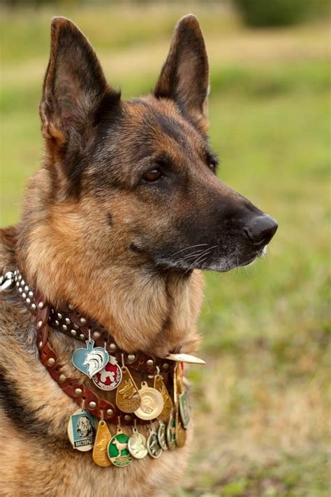 German Shepherd Hero 💙 💙 Military Working Dogs, Military Dogs, Police ...