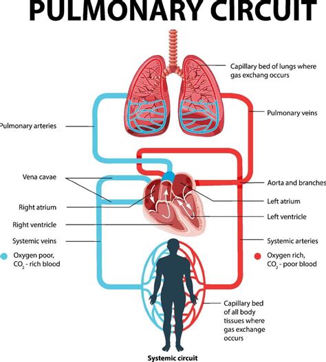 Diagram showing pulmonary circuit 7107632 Vector Art at Vecteezy