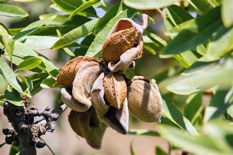 Dwarf Self Pollinating Almond - PlantNet® Australia