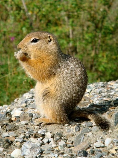 Arctic Ground Squirrel - Spermophilus parryii | Wildlife Journal Junior