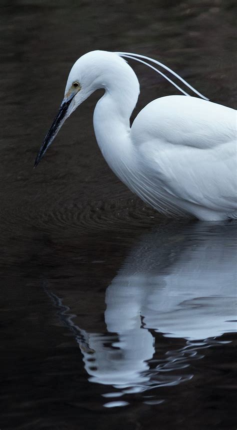 Little Egret in full breeding plumage / Photography by Nicholl ...