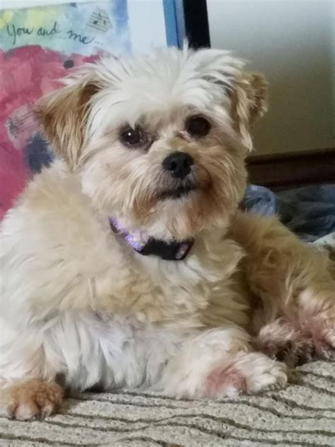 Adopt Phoebe on Petfinder | Dog adoption, Adoption, Shih tzu maltese mix