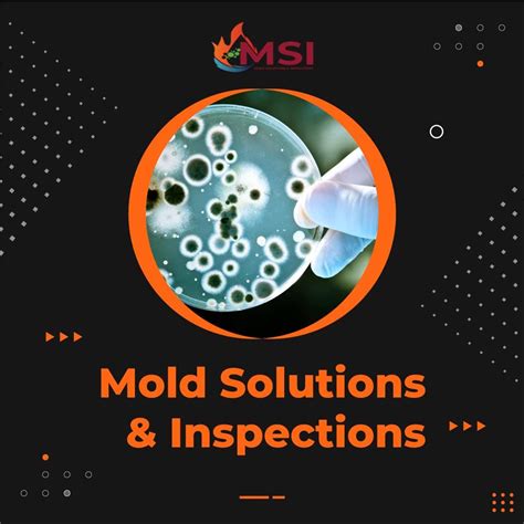 Mold Inspection Services - Mold Solutions & Inspections - Medium