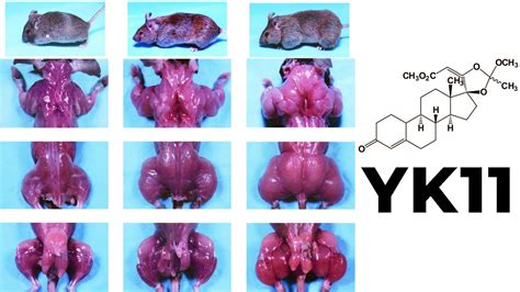 YK11 Myostatin Inhibitor - Increased Follistatin, Results & Side Effects