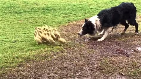 What Do Border Collies Herd