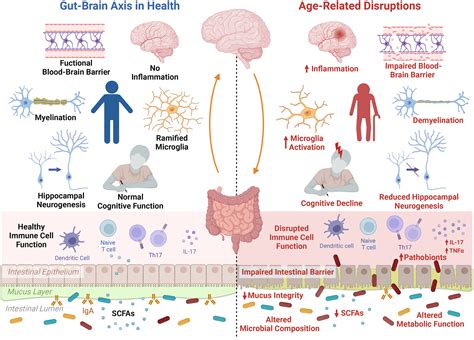 The gut microbiota is an emerging target for improving brain health during ageing | Gut ...