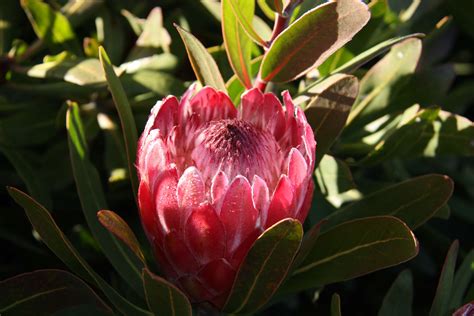 Protea 'Pink Ice' – Maryflower