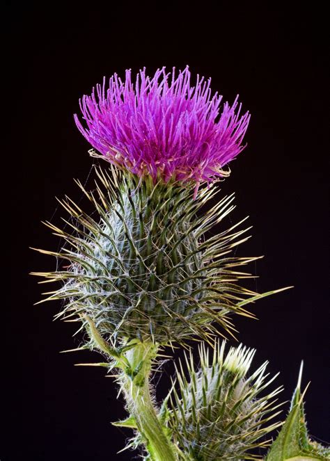 Scottish thistle, symbol of Scotland and the clan plant for the Stewarts.