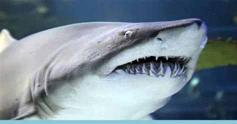 10 Fun Facts About Animal Teeth You Can't Miss (Especially #8)